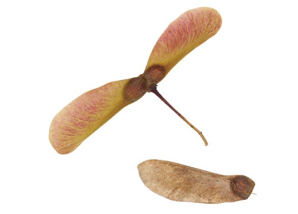 4月 【特別イベント】 春の風に乗って！旅する『魔法の種』をつくろう 〜くるくる回る飛行のひみつ〜